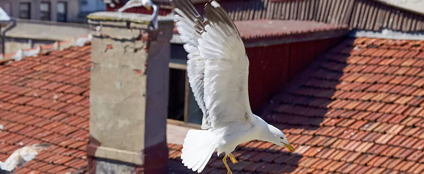 Residential Chimney Animal Removal Solution in Stevenson Ranch, CA